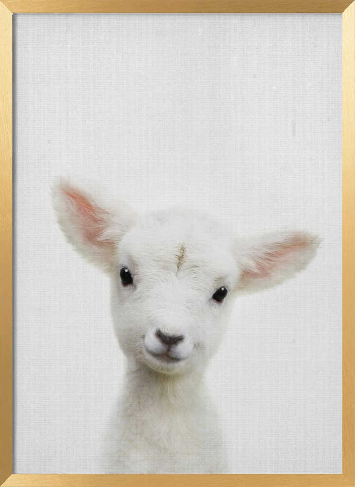 Cute Baby Lamb