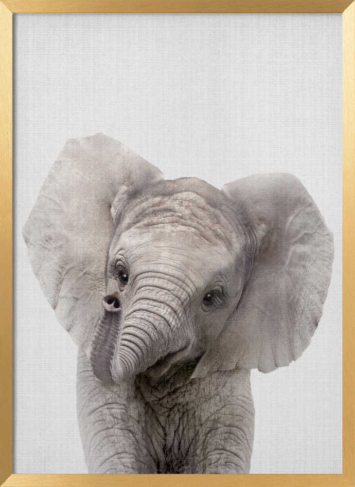 Curious Baby Elephant