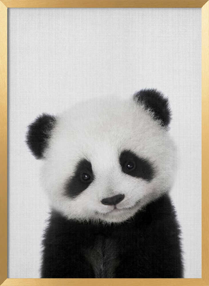 Cute Baby Panda