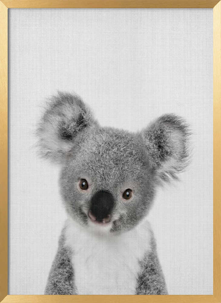 Cute Baby Koala