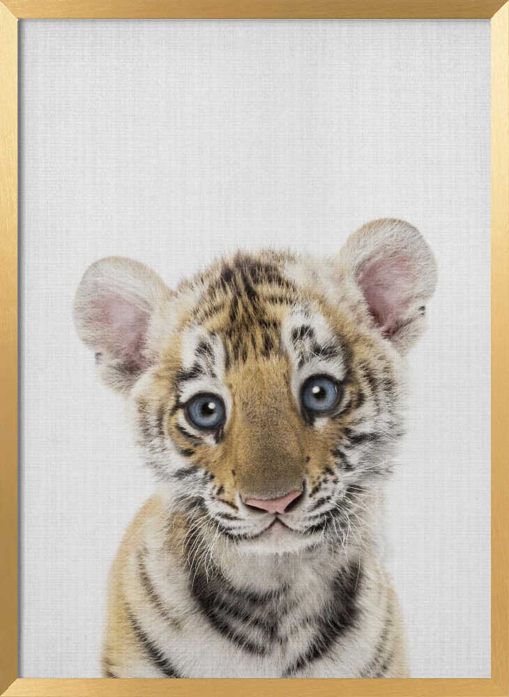 Innocent Tiger Cub
