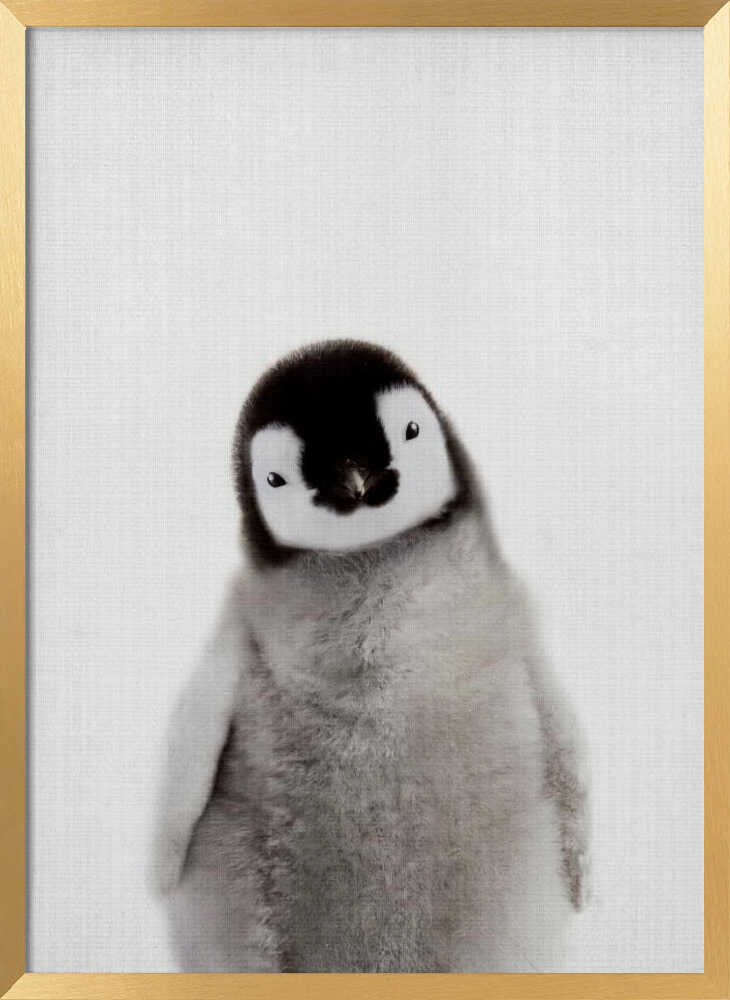 Curious Baby Penguin