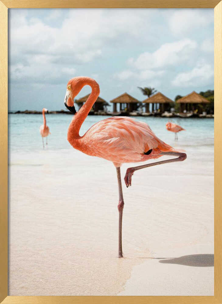 Pink Flamingo Beach
