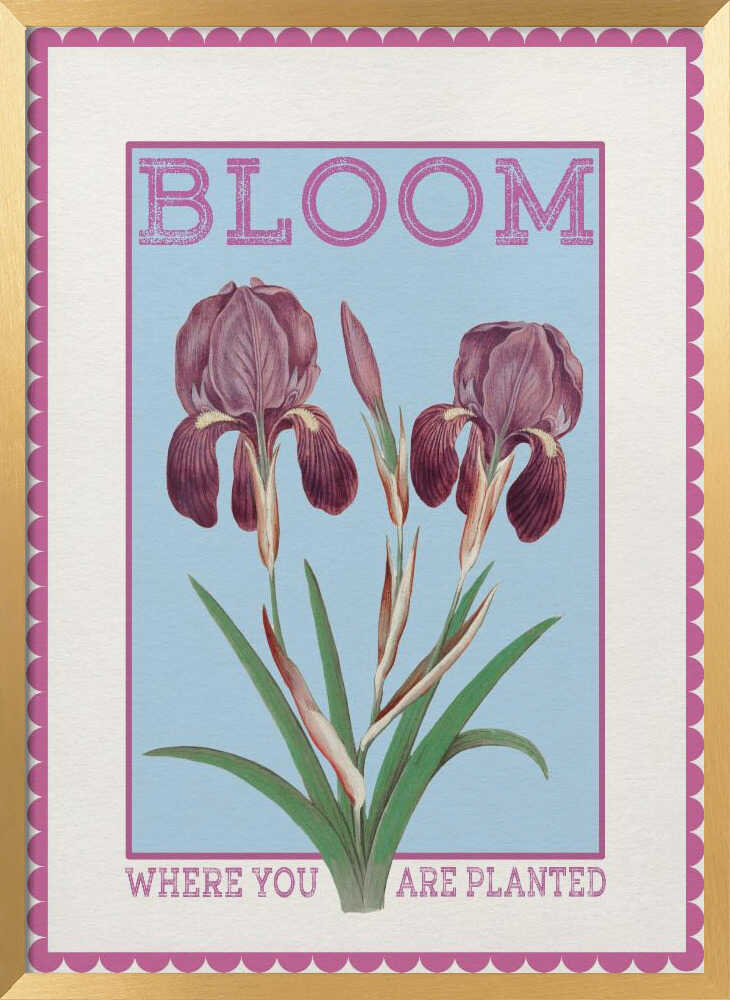 Purple Irises Bloom Quote