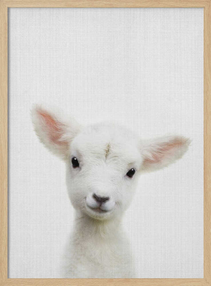 Cute Baby Lamb