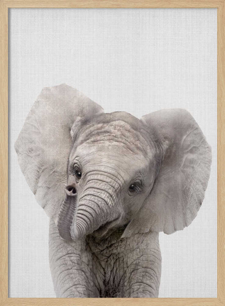 Curious Baby Elephant