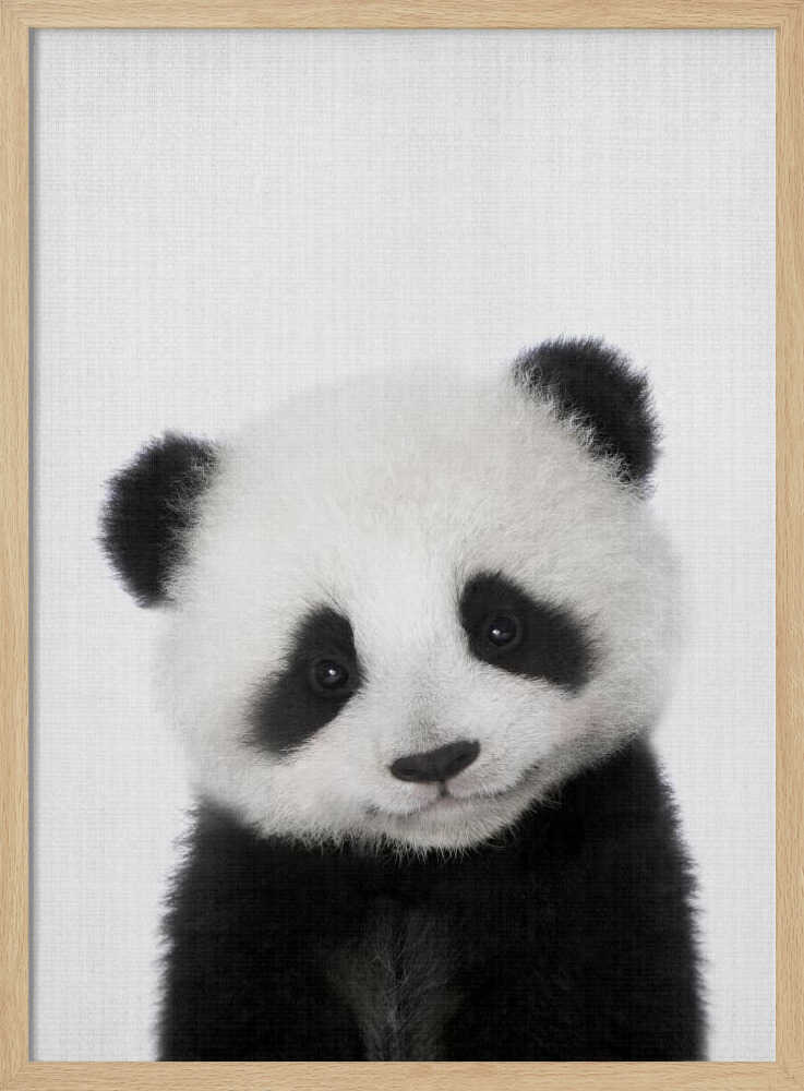 Cute Baby Panda