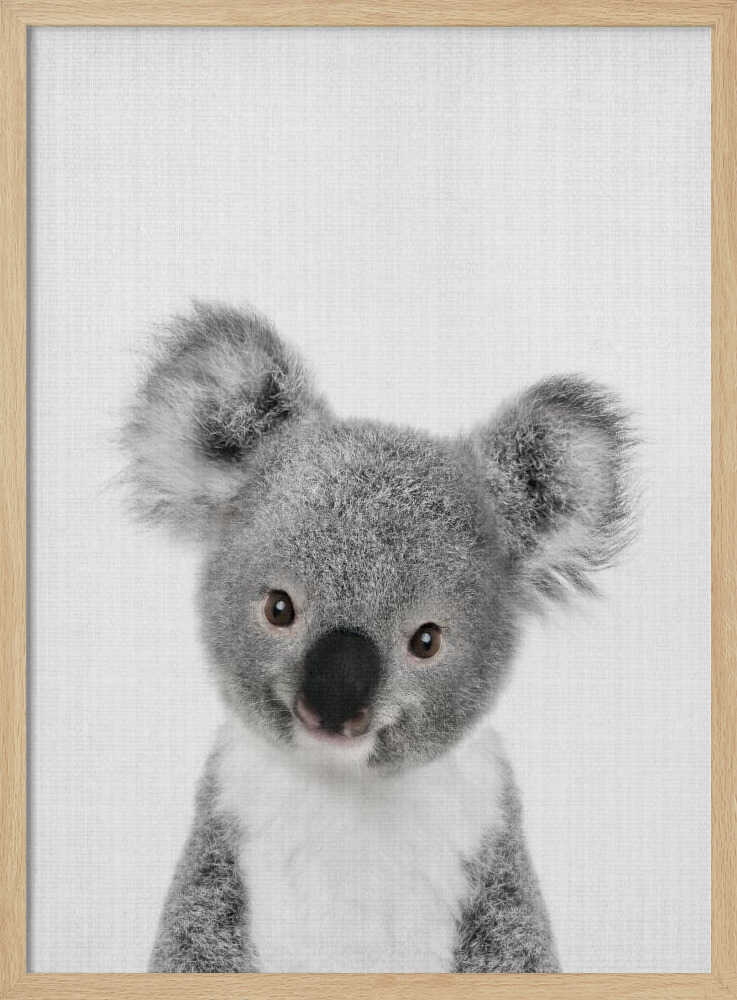 Cute Baby Koala