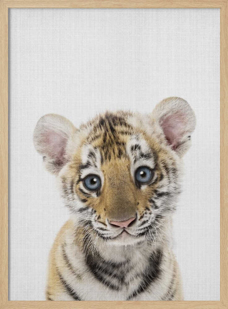 Innocent Tiger Cub