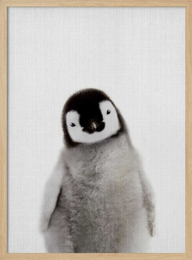 Curious Baby Penguin