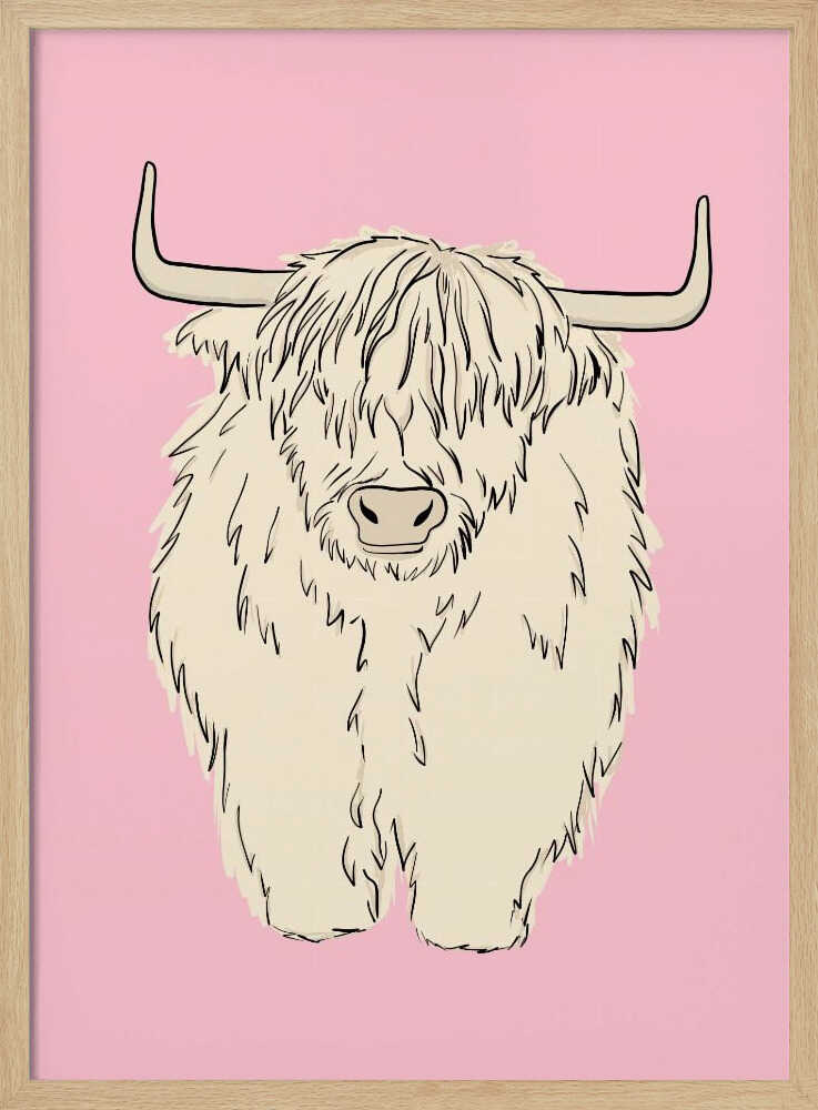 Pink Highland Coo