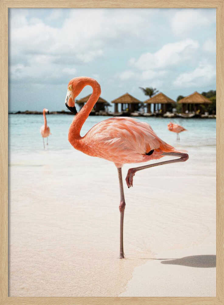 Pink Flamingo Beach