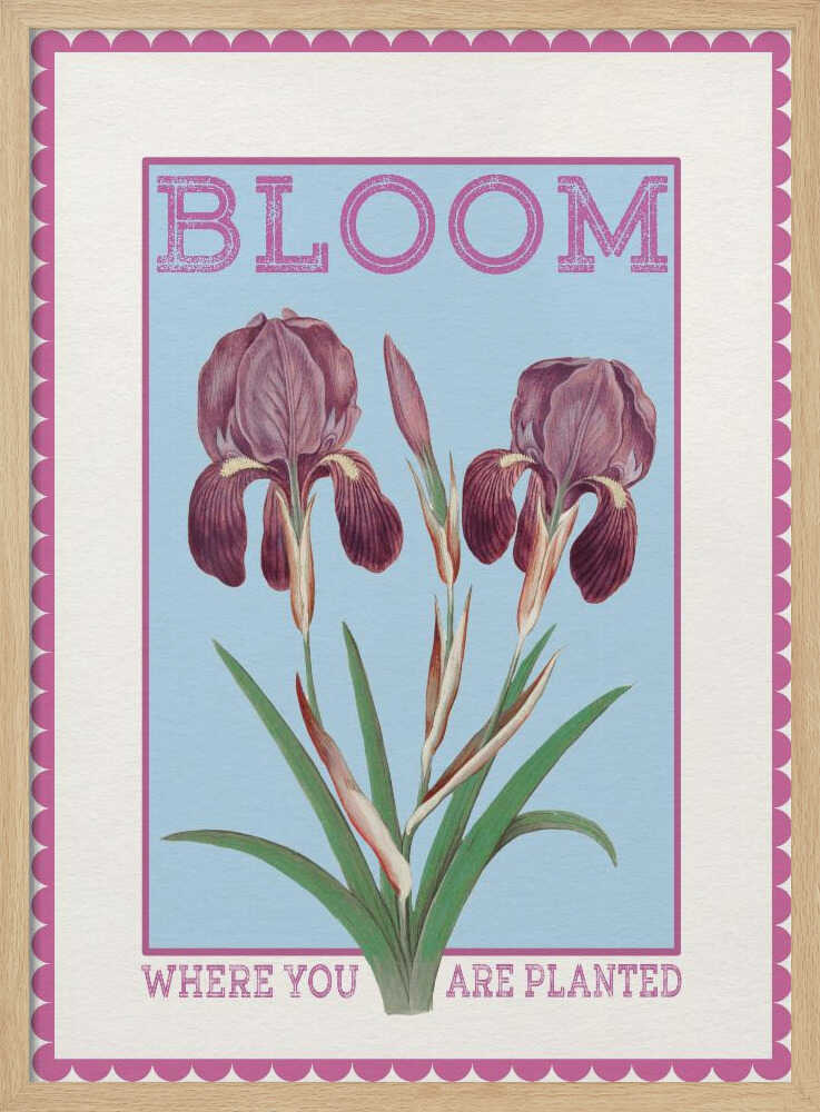 Purple Irises Bloom Quote