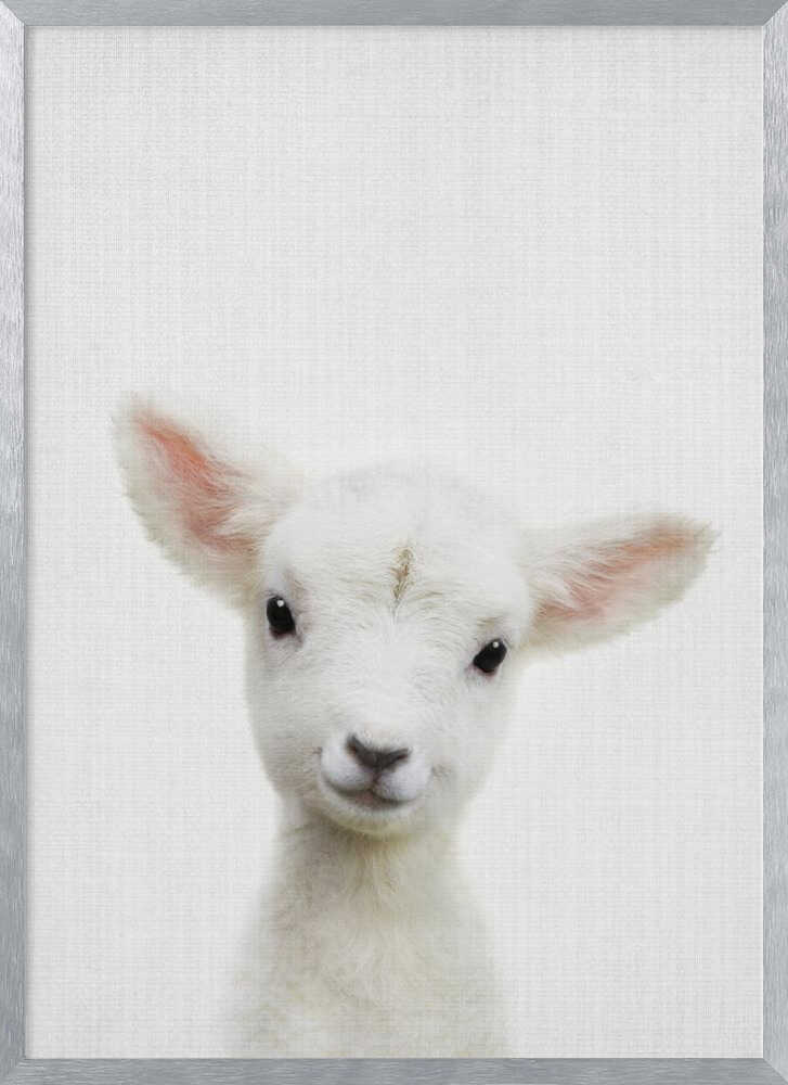 Cute Baby Lamb
