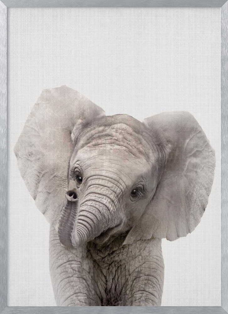 Curious Baby Elephant