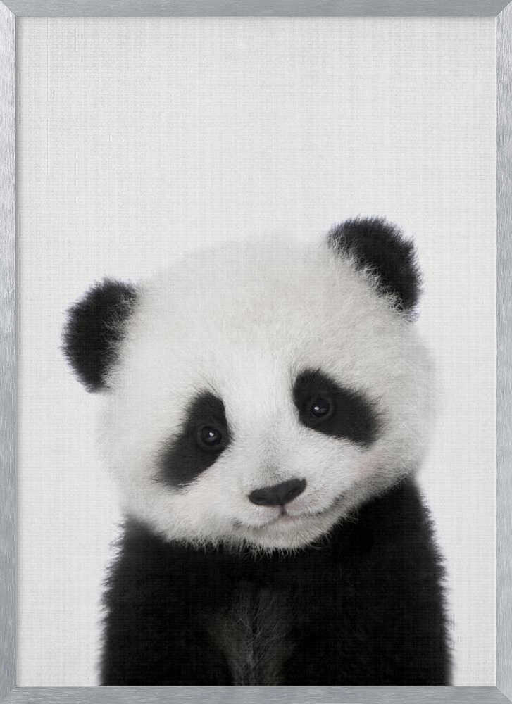 Cute Baby Panda