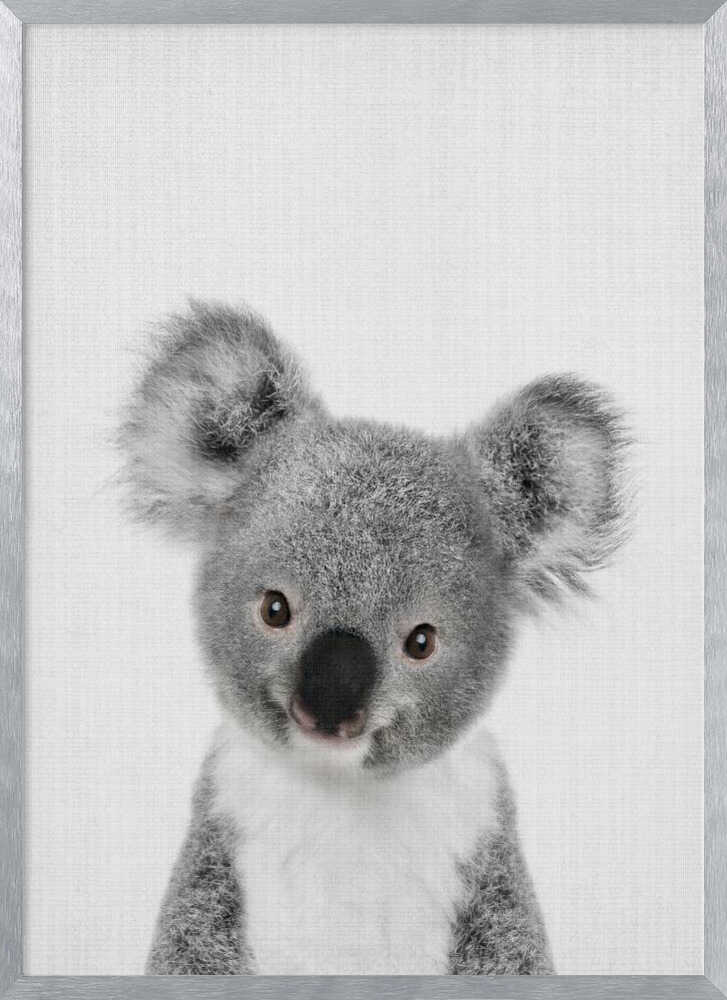 Cute Baby Koala