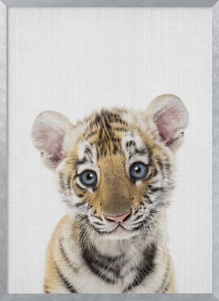 Innocent Tiger Cub