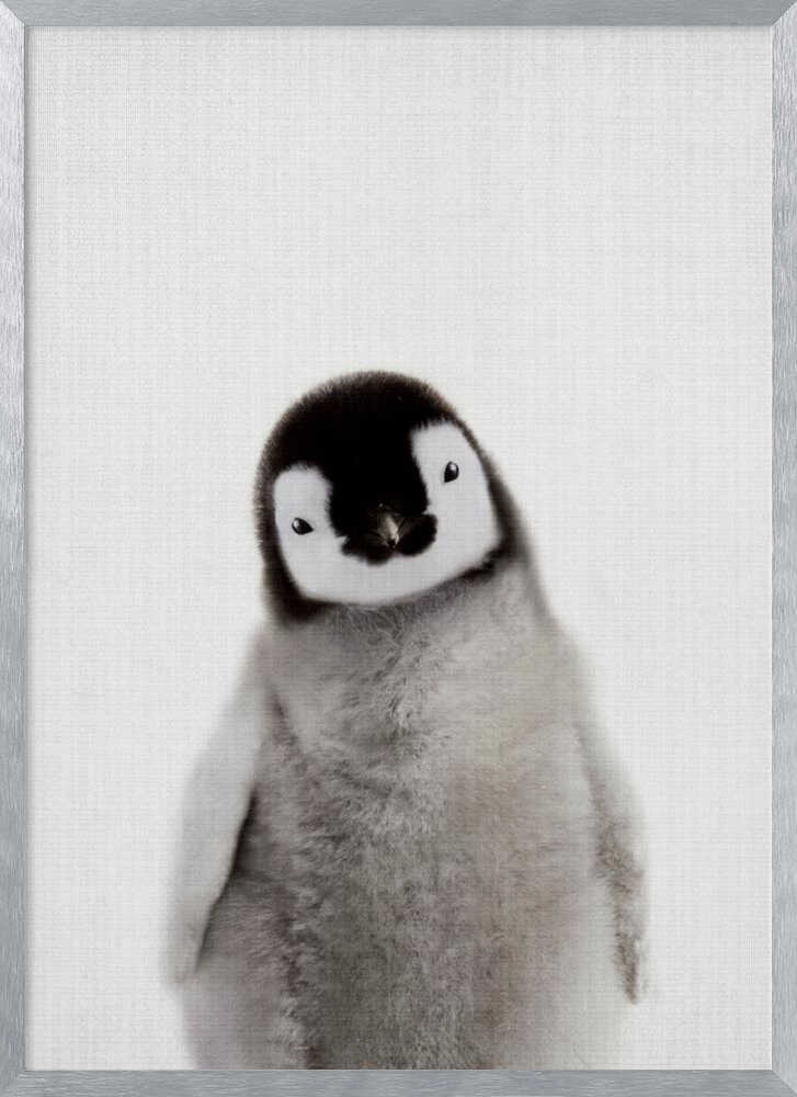 Curious Baby Penguin