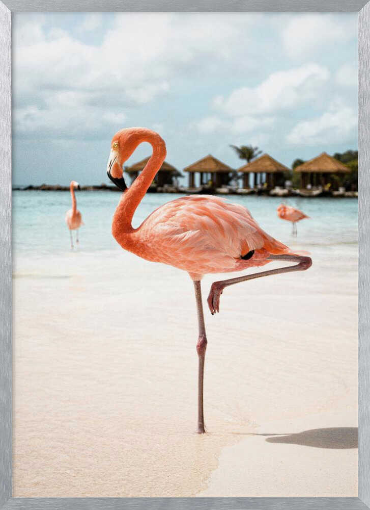 Pink Flamingo Beach