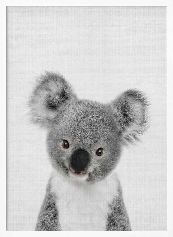 Cute Baby Koala