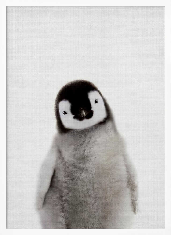 Curious Baby Penguin