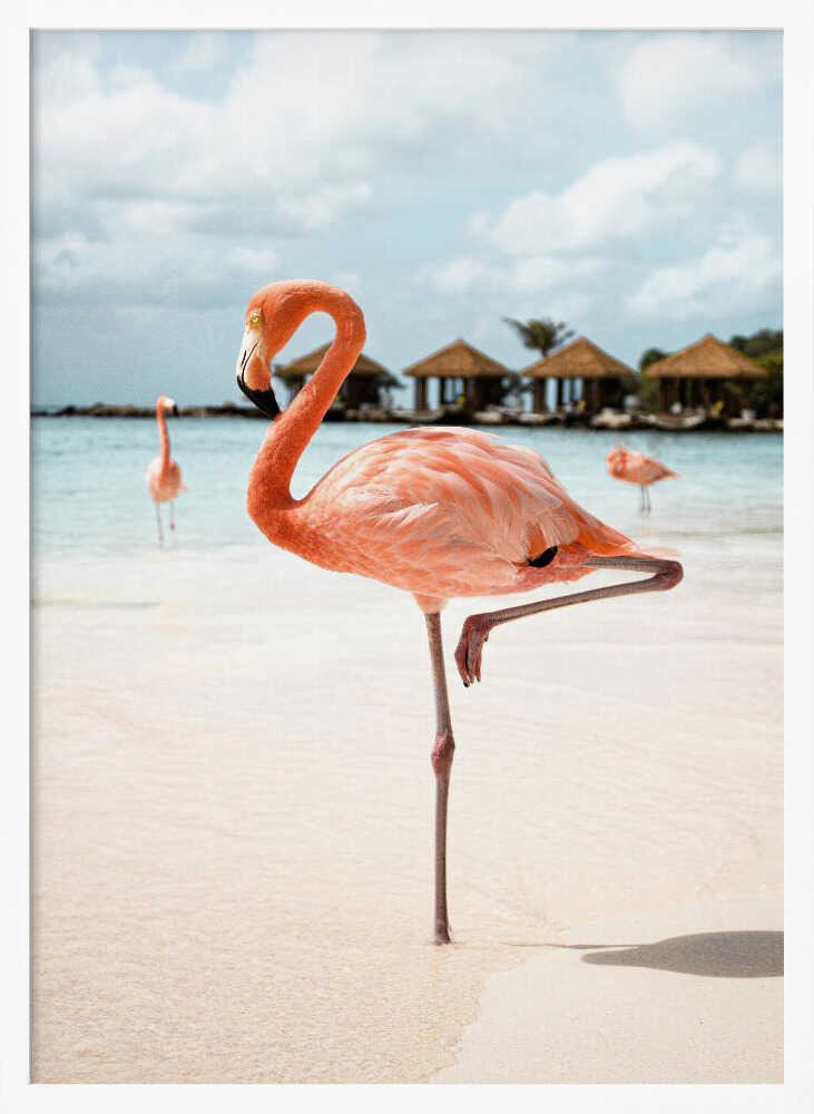 Pink Flamingo Beach