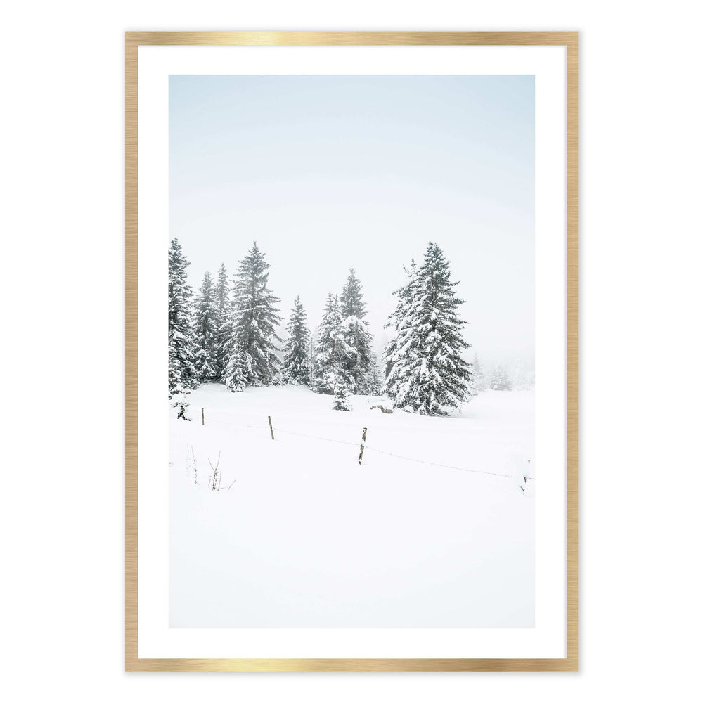 Pine Trees