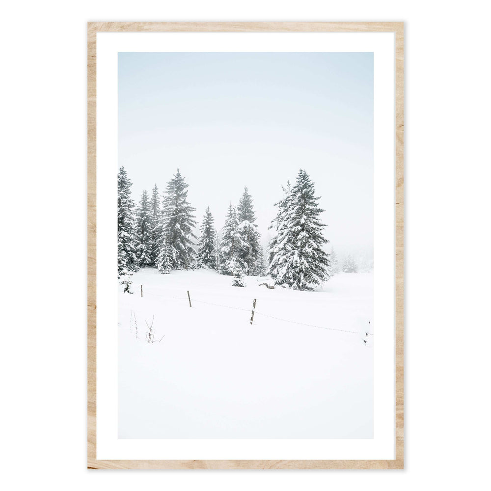 Pine Trees