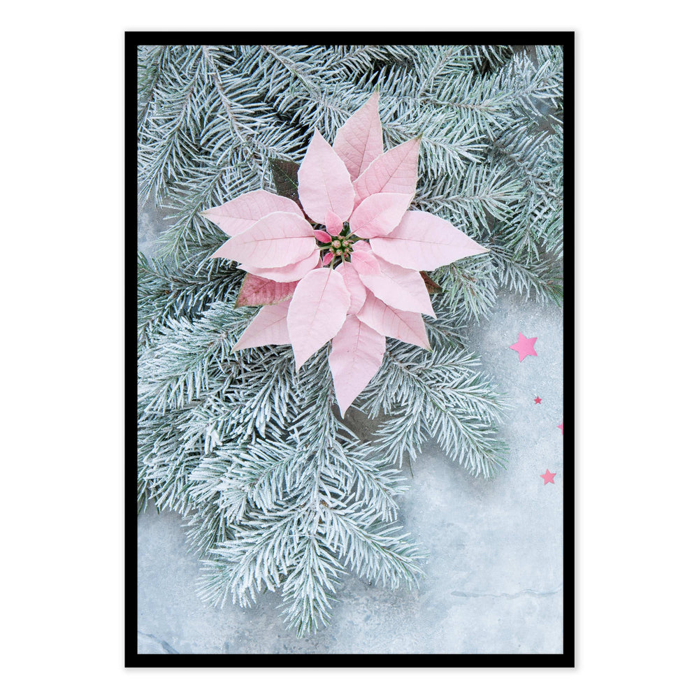 Poinsettia Festive Photographic Print