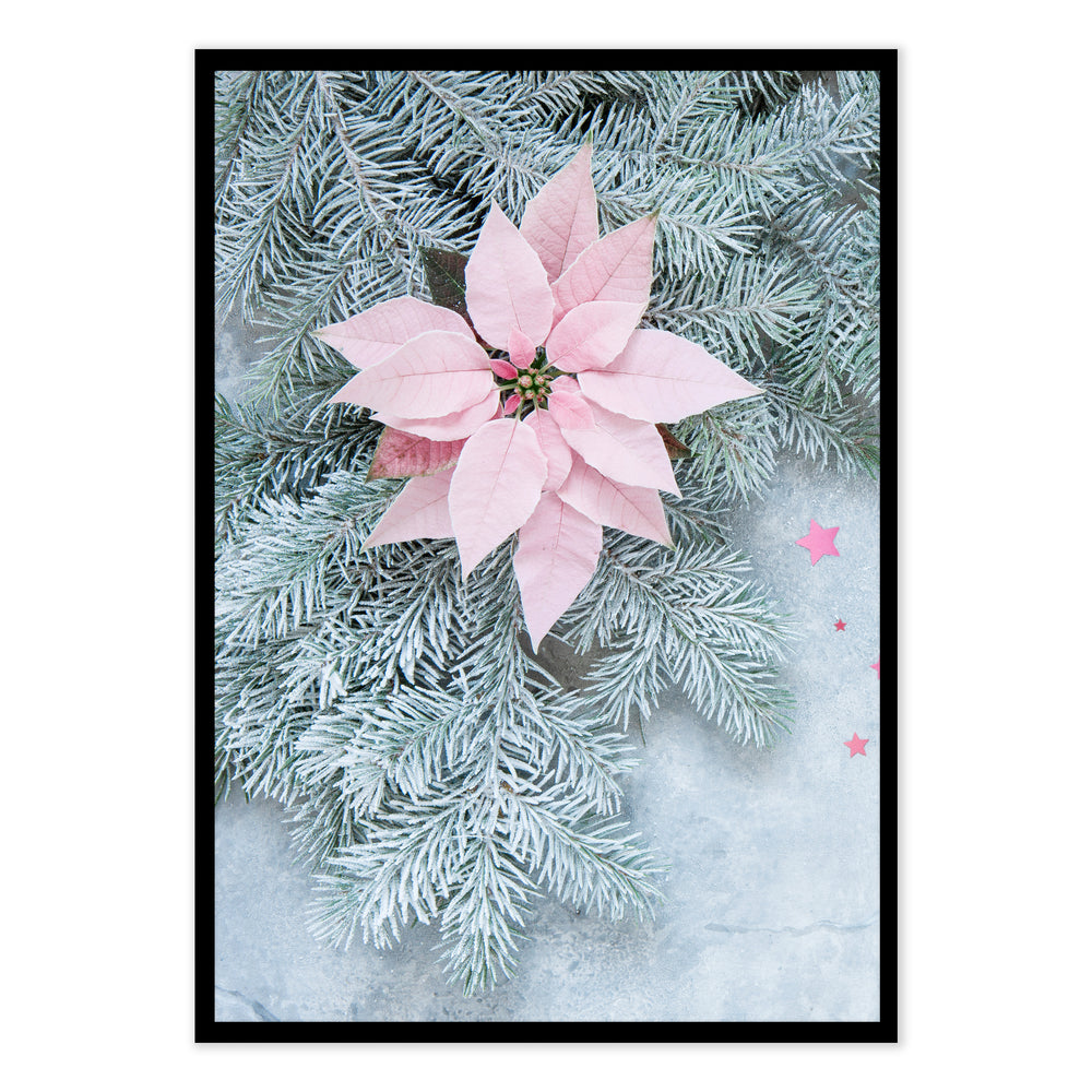 Poinsettia Festive Photographic Print