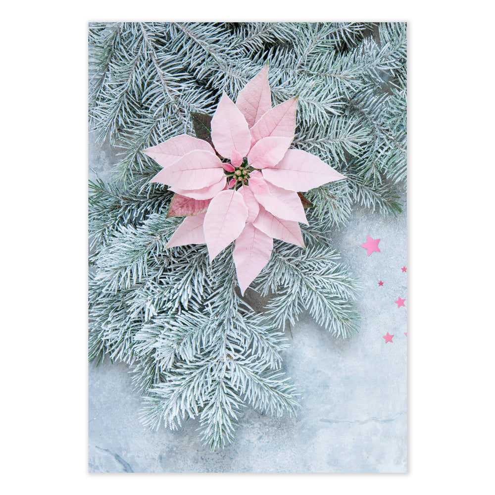 Poinsettia Festive Photographic Print
