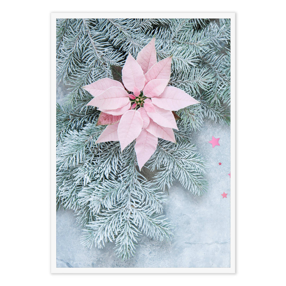 Poinsettia Festive Photographic Print