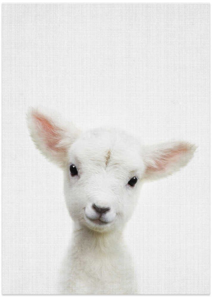Cute Baby Lamb
