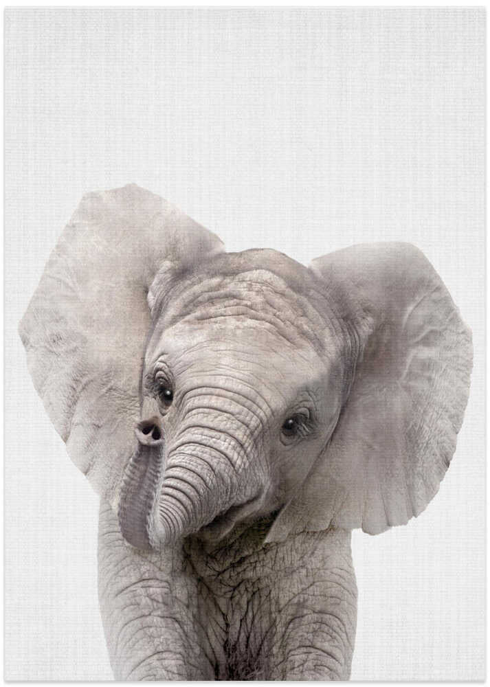 Curious Baby Elephant