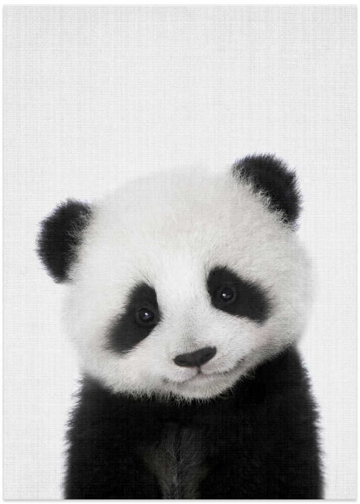 Cute Baby Panda