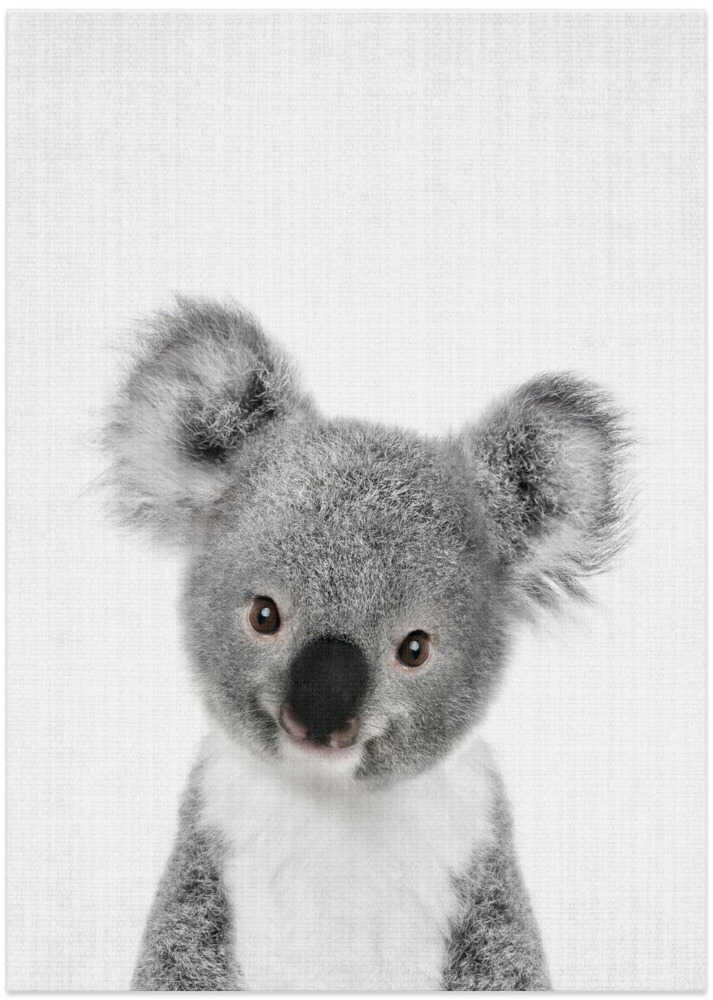 Cute Baby Koala
