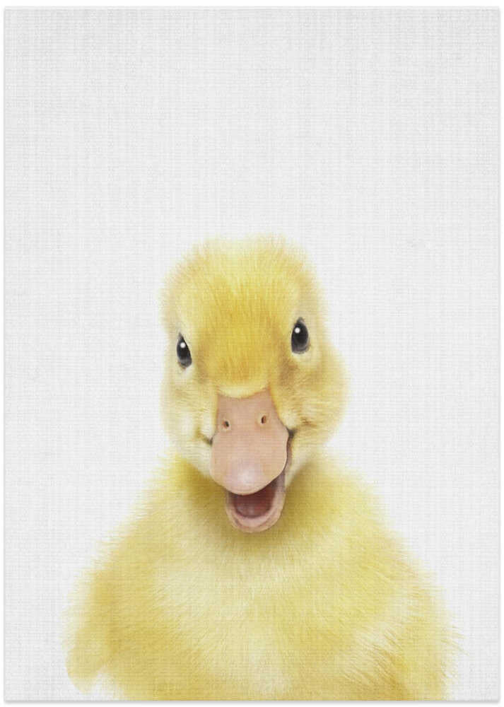 Smiling Baby Duck