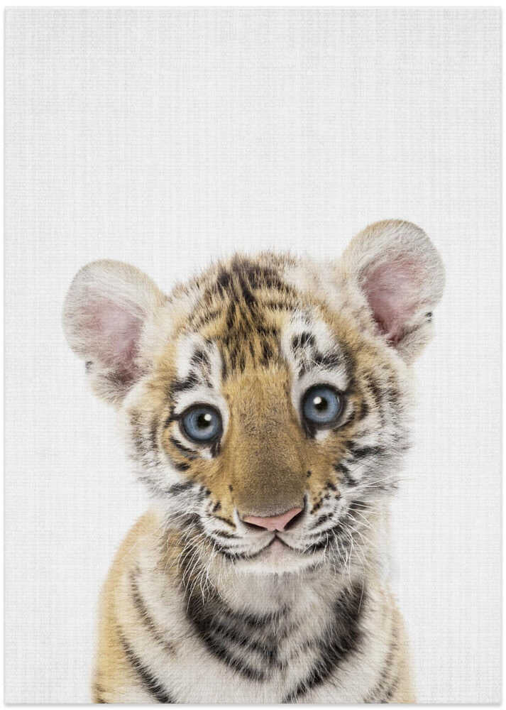 Innocent Tiger Cub