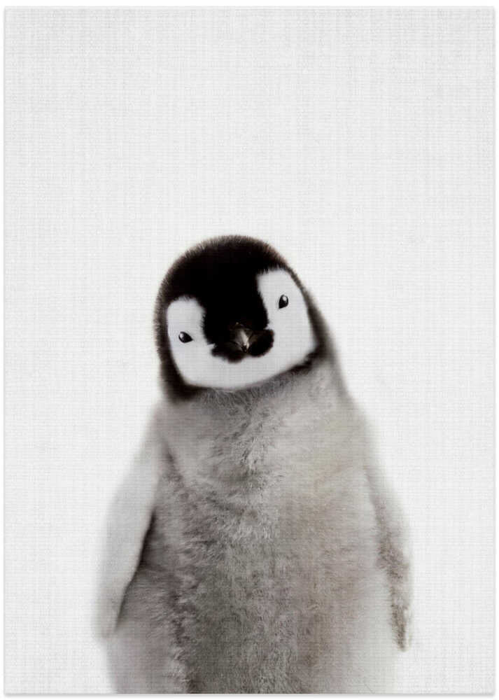 Curious Baby Penguin