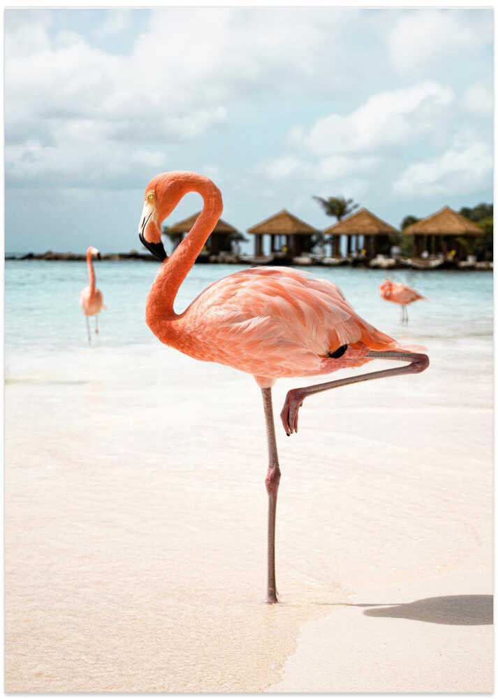 Pink Flamingo Beach
