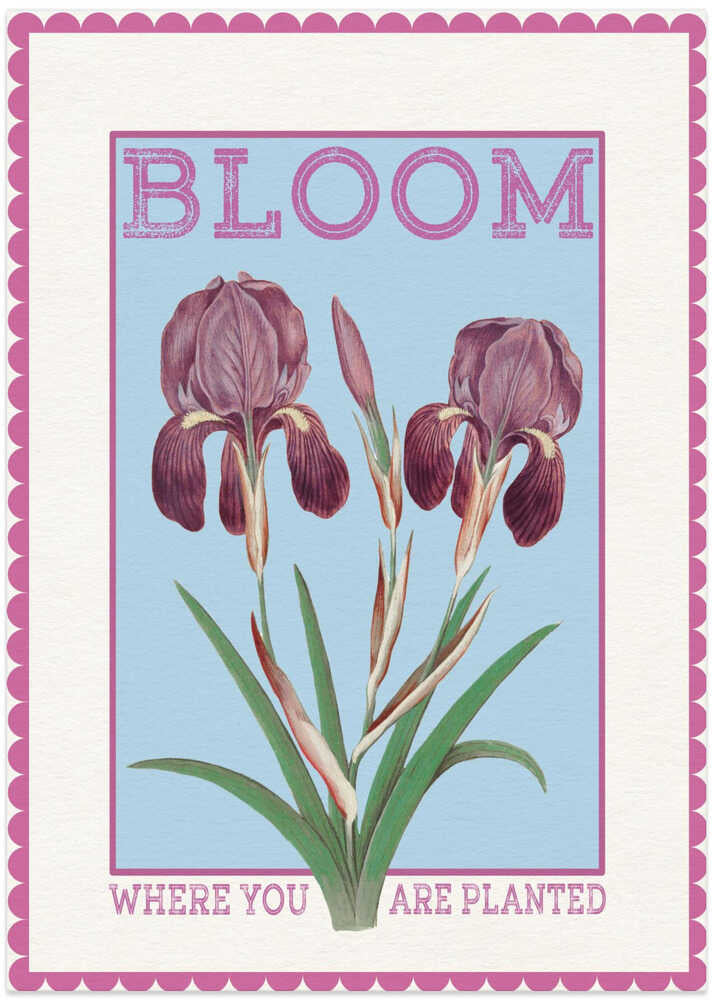 Purple Irises Bloom Quote