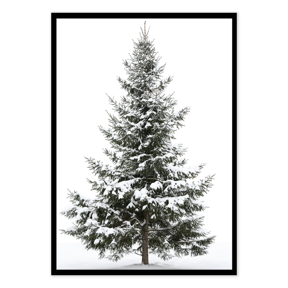 Snowy Tree