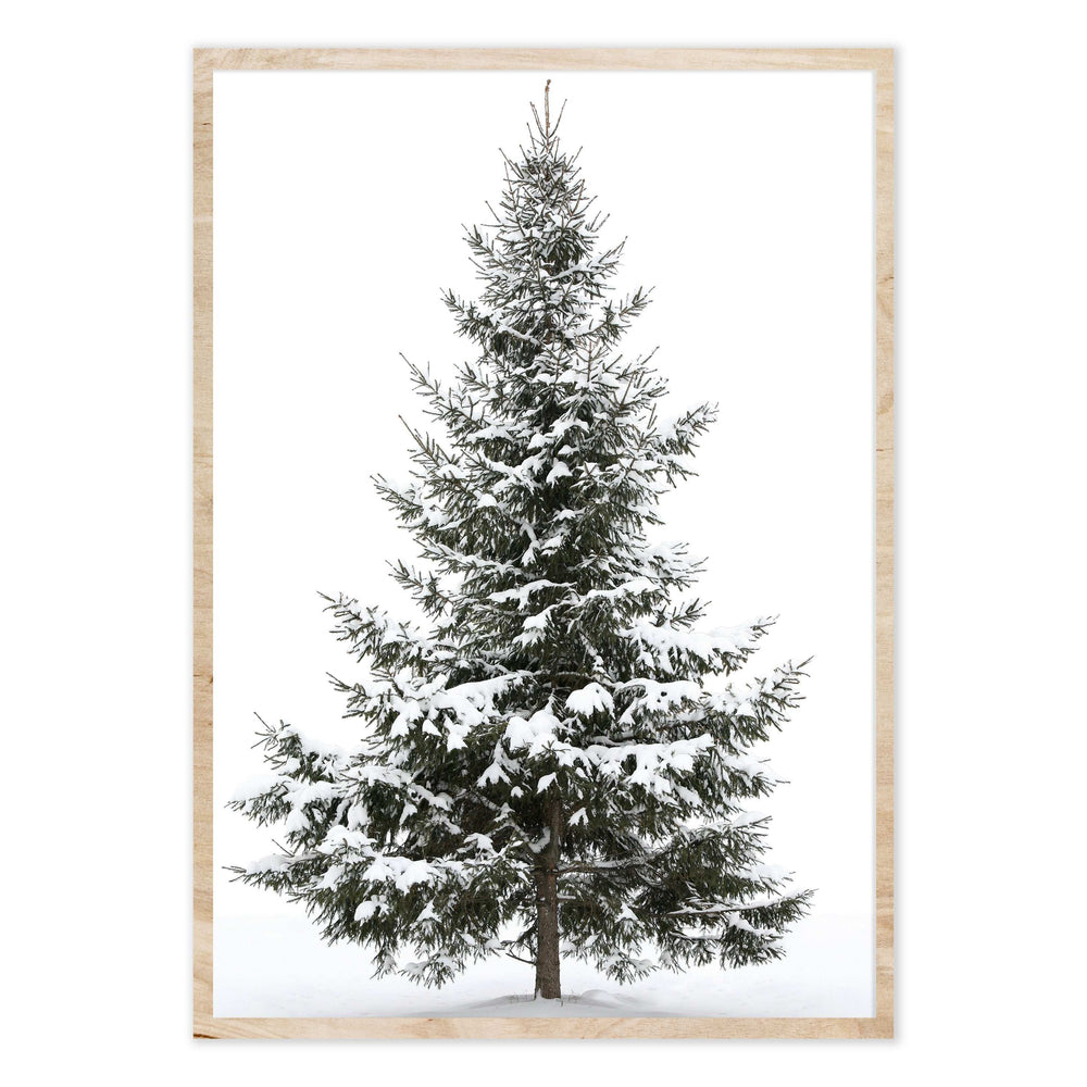 Snowy Tree