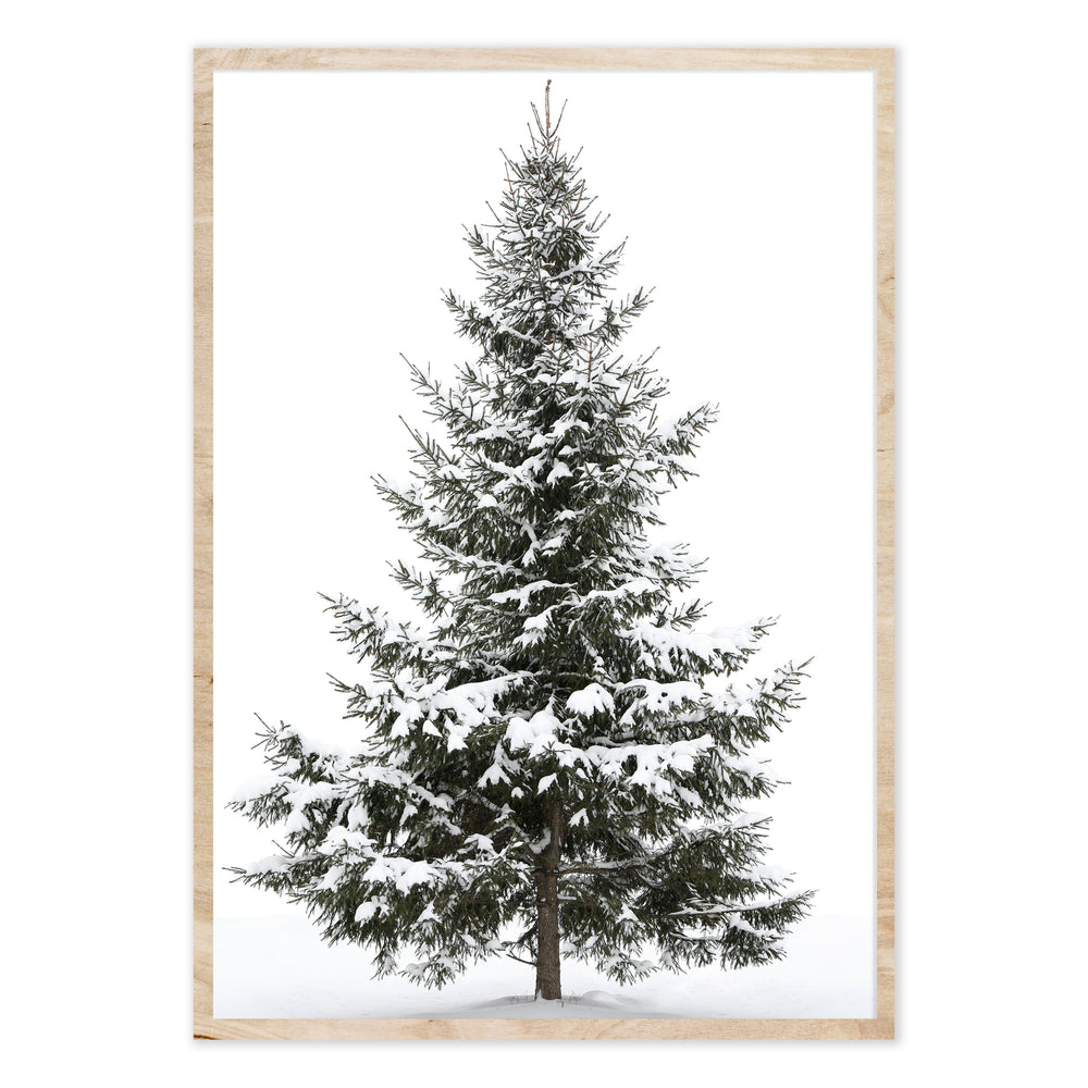 Snowy Tree