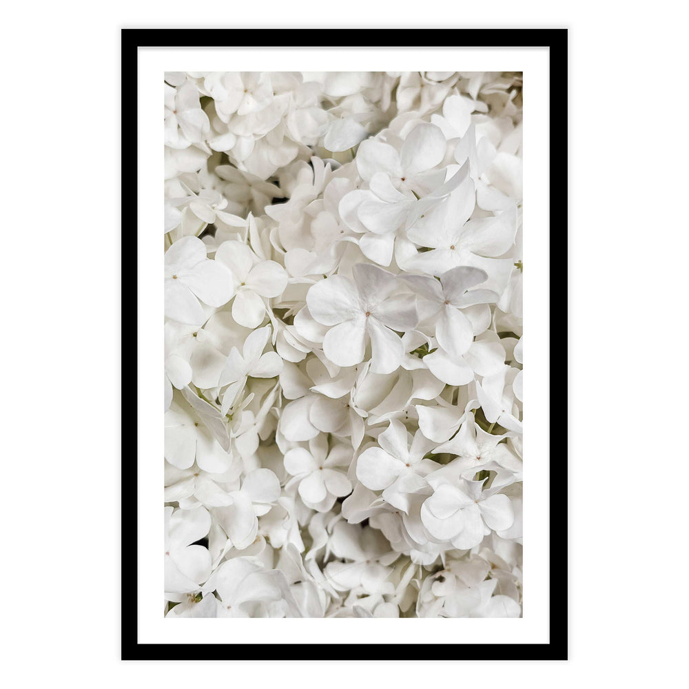 White Hydrangea Botanical Print