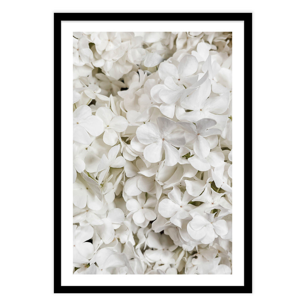 White Hydrangea Botanical Print