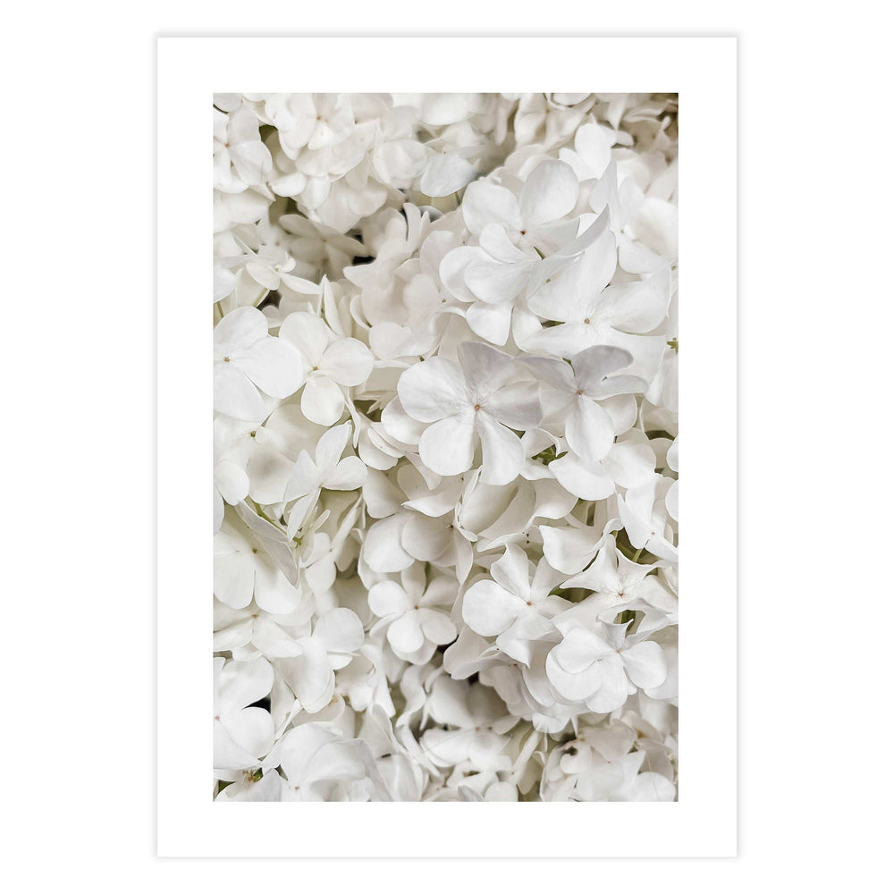 White Hydrangea Botanical Print