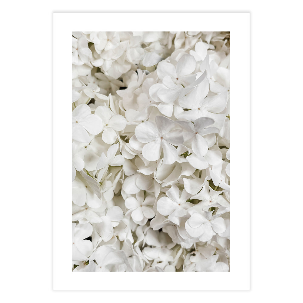 White Hydrangea Botanical Print