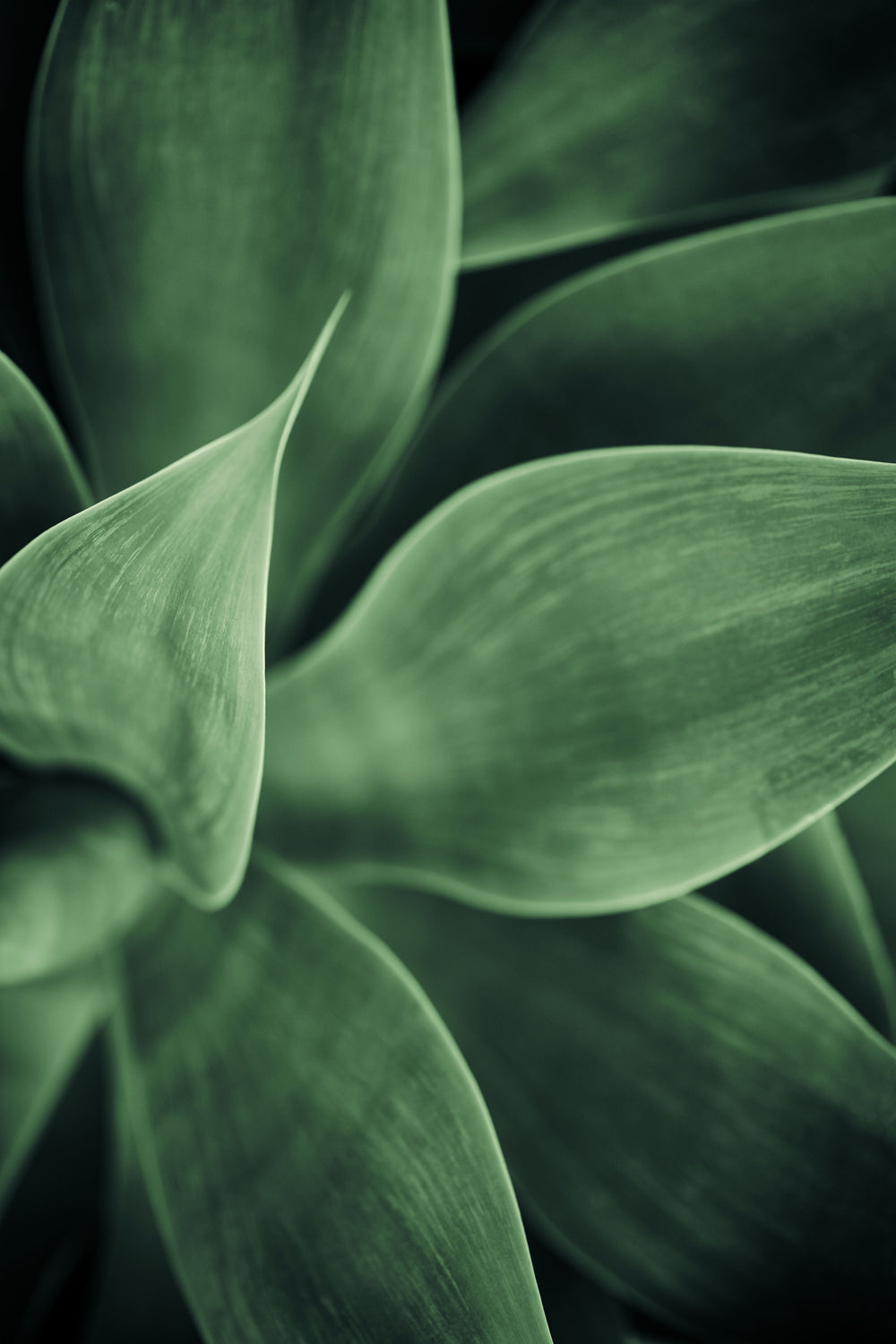 Succulent Close Up Botanical Wall Art Print